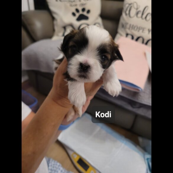 Shih Tzu - Dogs