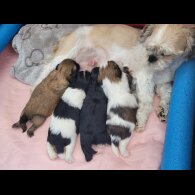 Shih Tzu - Dogs