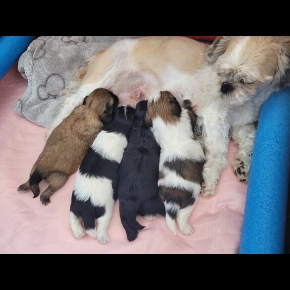 Shih Tzu - Dogs