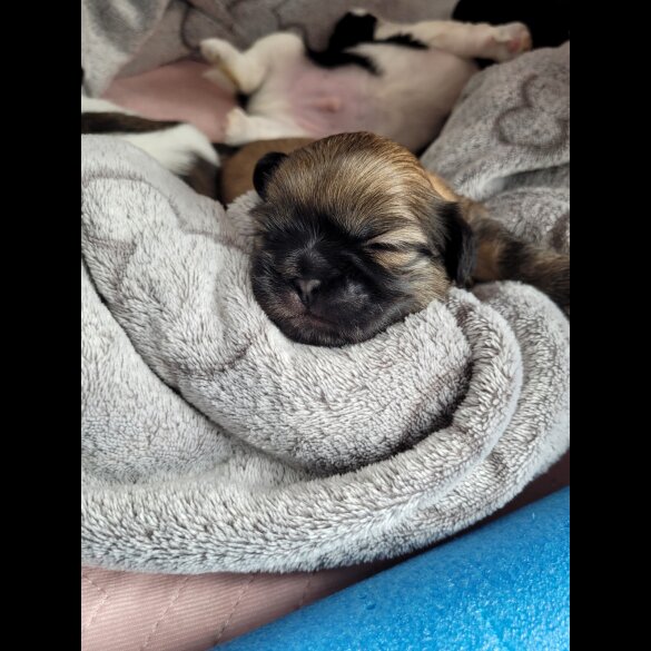 Shih Tzu - Dogs