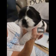 Shih Tzu - Dogs