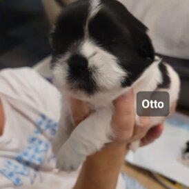 Shih Tzu - Dogs