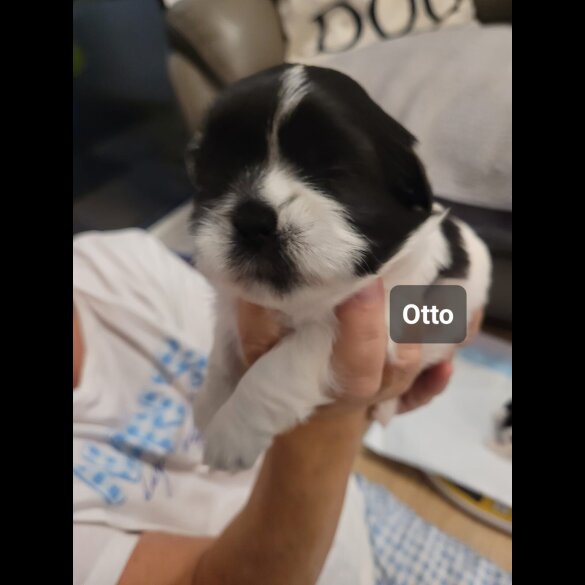 Shih Tzu - Dogs