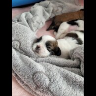 Shih Tzu - Dogs