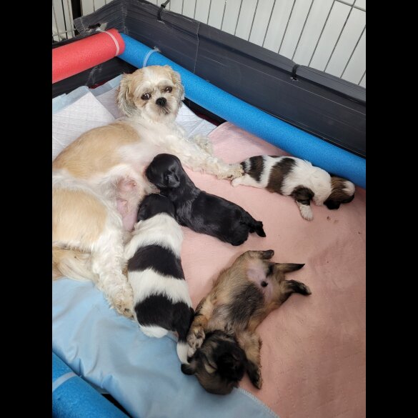 Shih Tzu - Dogs