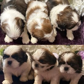 Shih Tzu - Both