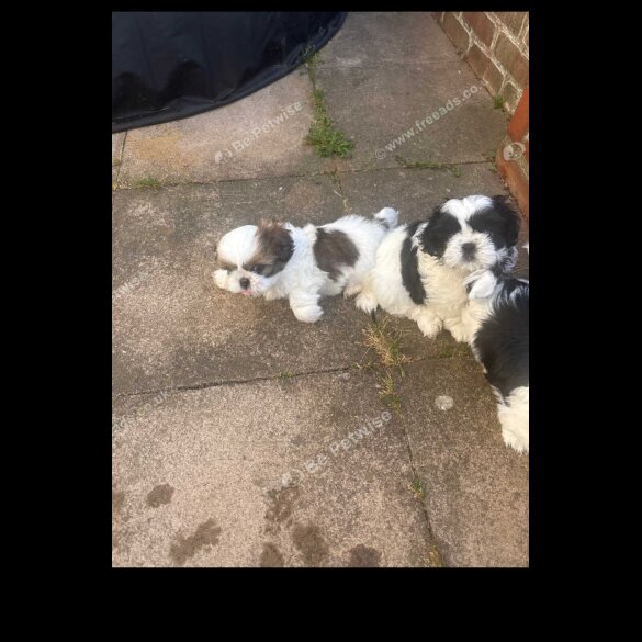 Shih Tzu - Both