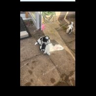 Shih Tzu - Both