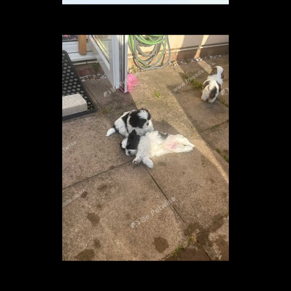 Shih Tzu - Both