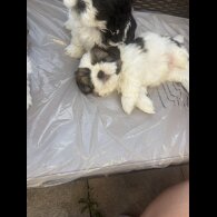 Shih Tzu - Both