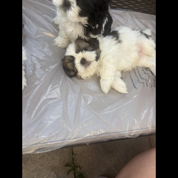 Shih Tzu - Both