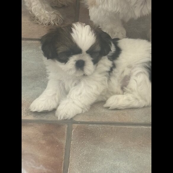 Shih Tzu - Both