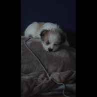 Shih Tzu - Both