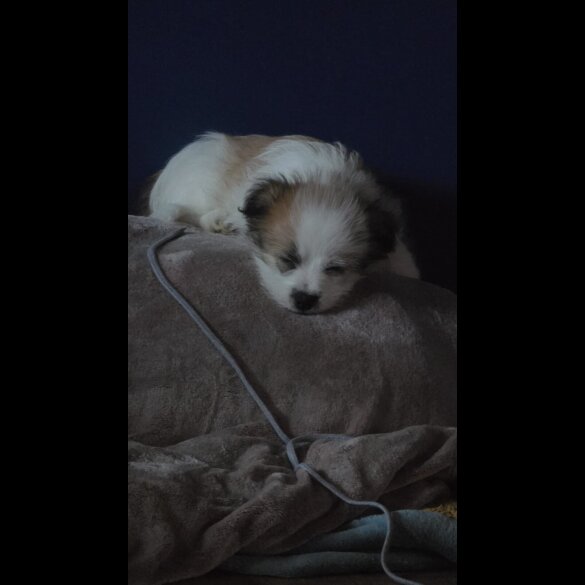 Shih Tzu - Both