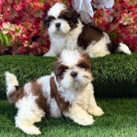 Shih Tzu - Both