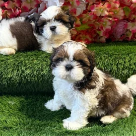 Shih Tzu - Both