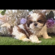 Shih Tzu - Both