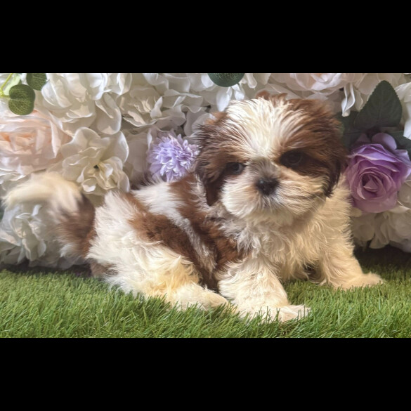 Shih Tzu - Both