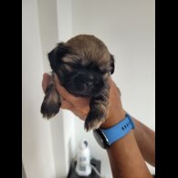 Shih Tzu - Dogs