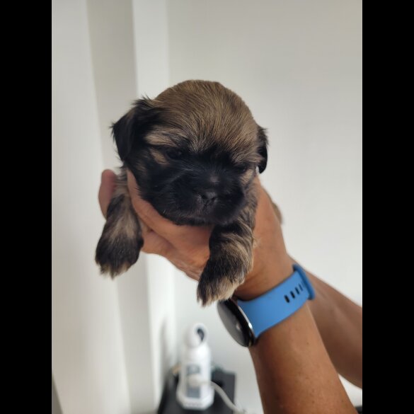 Shih Tzu - Dogs