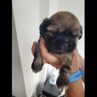Shih Tzu - Dogs