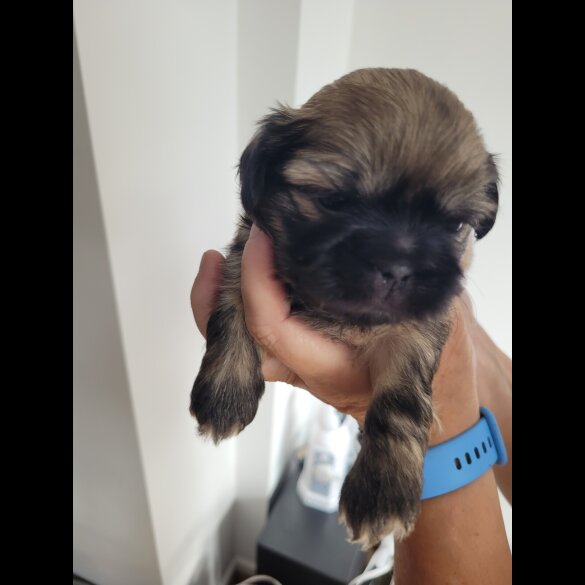 Shih Tzu - Dogs