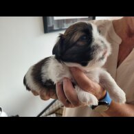 Shih Tzu - Dogs
