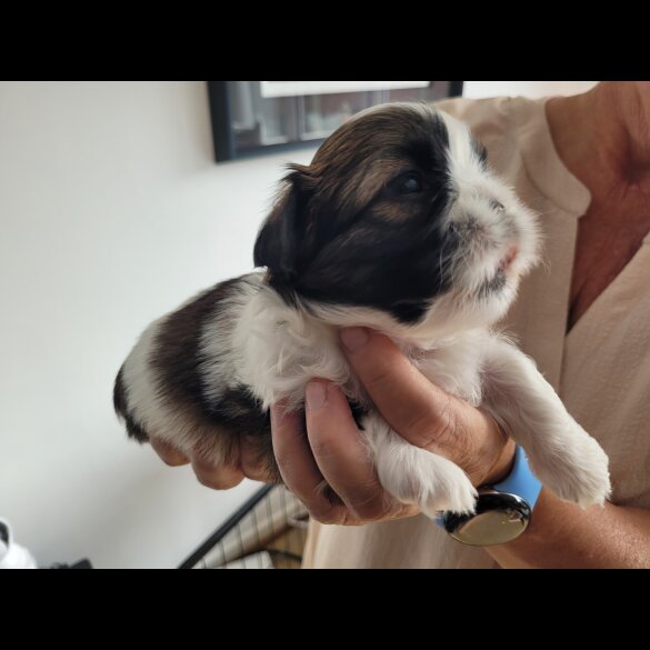 Shih Tzu - Dogs