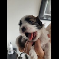 Shih Tzu - Dogs