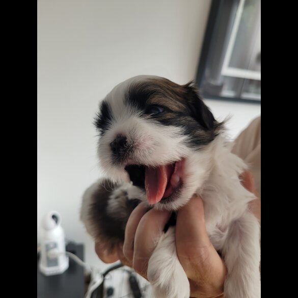 Shih Tzu - Dogs