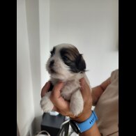 Shih Tzu - Dogs