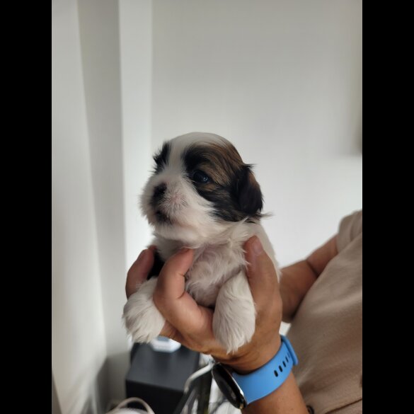 Shih Tzu - Dogs