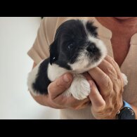 Shih Tzu - Dogs