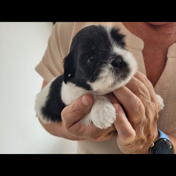 Shih Tzu - Dogs