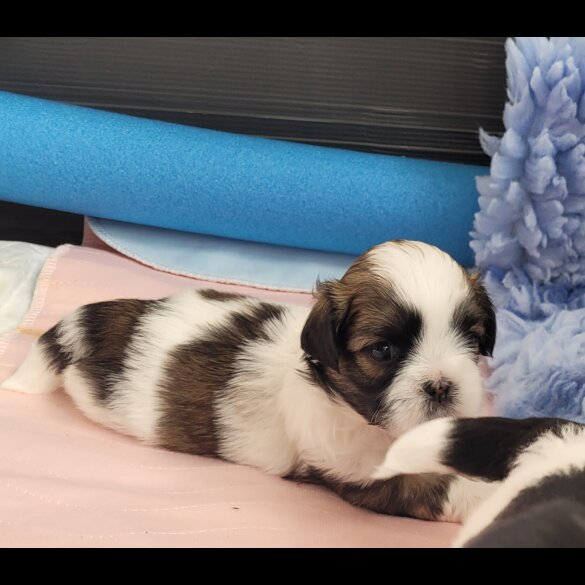 Shih Tzu - Dogs