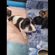 Shih Tzu - Dogs