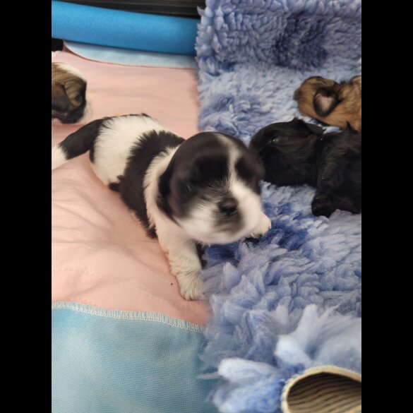 Shih Tzu - Dogs
