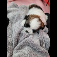Shih Tzu - Dogs
