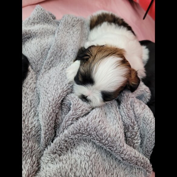Shih Tzu - Dogs