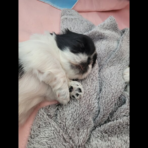 Shih Tzu - Dogs