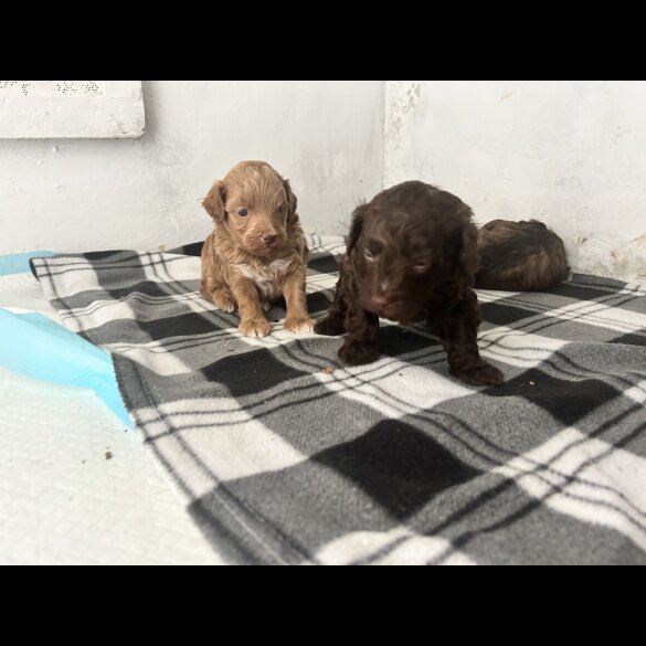Miniature Poodle - Both