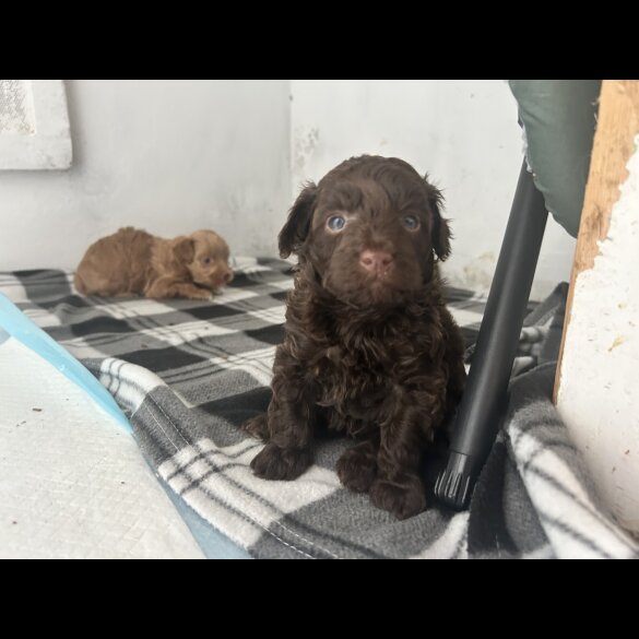 Miniature Poodle - Both