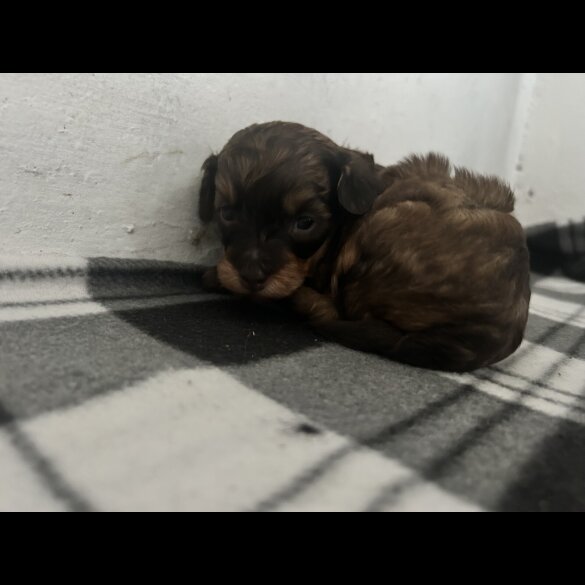 Miniature Poodle - Both