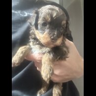 Miniature Poodle - Both