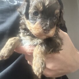 Miniature Poodle - Both
