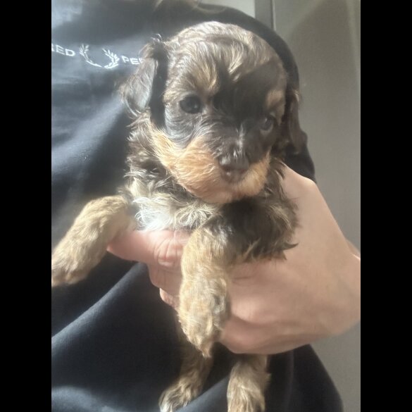 Miniature Poodle - Both