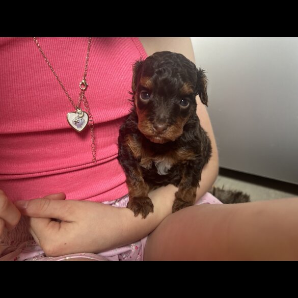 Miniature Poodle - Both