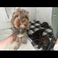 Miniature Poodle - Both
