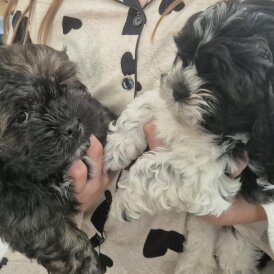Shihpoo - Both