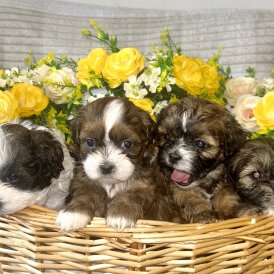 Shihpoo - Both
